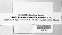 Lentomitella cirrhosa image